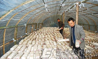 恩施青年回乡创业 香菇种植收入可达8万 ()