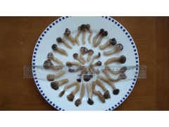 供应盐渍姬菇图1