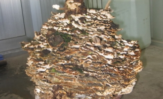 罕见“灵芝塔”高达40厘米50多层菌盖 ()