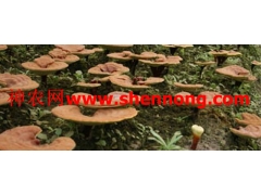 哪有榆黄磨 草菇 猴头菌 香菇等多种蘑菇图1