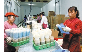 火箭村食用菌厂年产值约1500万元帮助百名村民家门口就业 ()