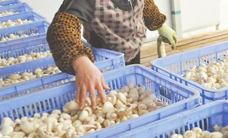 南宁市横县云表镇大批量温控蘑菇已全面上市 ()
