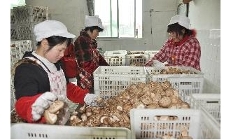 磐安香菇3月对日本出口量减少30% ()