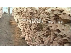 供应干品榆耳，合作榆耳 ，售榆耳菌种图1