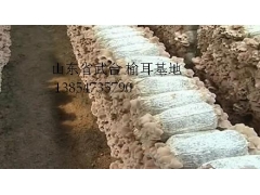 直销榆耳,毛木耳图1