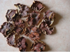 山东省榆耳基地直销图1