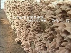 山东省鱼台武台榆耳基地