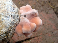 山东省鱼台武台榆耳基地