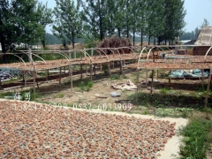 山东省鱼台武台榆耳基地