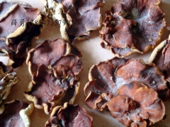 山东省鱼台武台榆耳基地