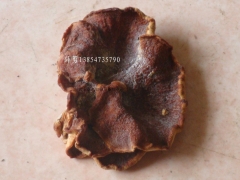 山东省鱼台武台榆耳基地