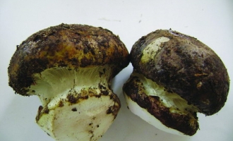 探索贺兰山紫蘑菇种植之谜 ()