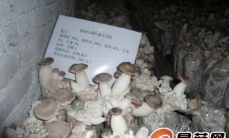 柳州：利用葡萄枝废料生产杏鲍菇 ()