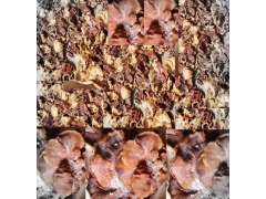 供应榆耳 干榆耳 干货榆耳 批发榆耳干货 供应常年榆耳图1