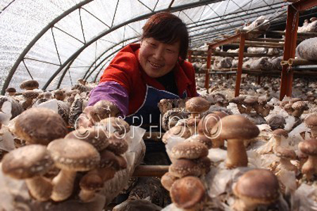 山西阳城：废弃桑枝产香菇 鼓起农民“钱袋子”