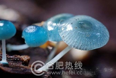 塔斯马尼亚岛的炫蓝蘑菇