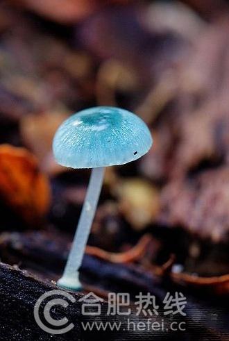 塔斯马尼亚岛的炫蓝蘑菇