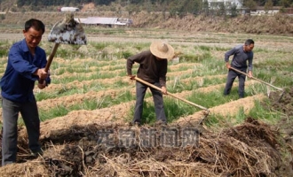 浙江省龙泉县农民对栽培竹荪的热情日渐高涨 ()