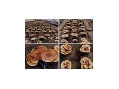 灵芝孢子粉破壁率检测图1