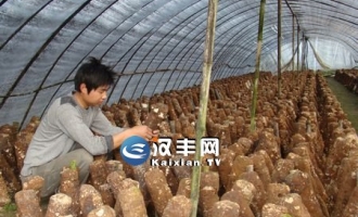 重庆开县和谦镇村民香菇基地成为农户万元增收工程的样板 ()