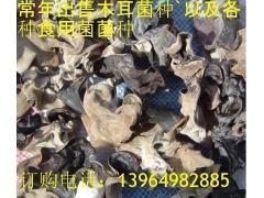 毛木耳批发 黄背毛木耳干货批发 白背木耳干货批发图1