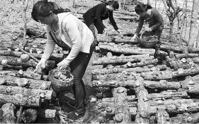 迷坝乡马连嘴村社员正在采摘香菇(图)