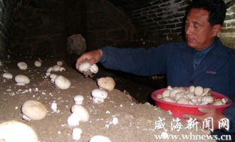 威海农民用秸秆作原料种出白蘑菇 ()