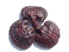 山东冠县靖当铺灵芝种植园供应灵芝图1