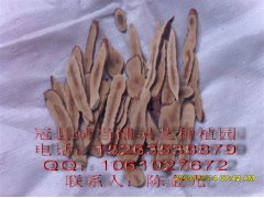 供应灵芝切片图1