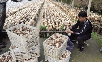 香菇产业是鞍山市张忠堡村农民致富的主打品牌 ()