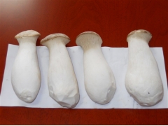 零污染珍稀食用菌图1