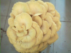 供应优质抗病高产榆黄蘑菌种图1