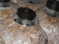 平菇：夏风3号（本菌种用玉米制作）。