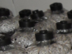 平菇：双抗黑平（本菌种用棉籽壳制作）