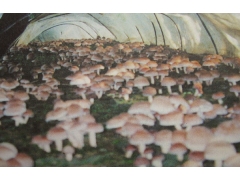 食用菌非传统快速制种技术图1