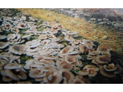 长稻草室外栽培食用菌图1