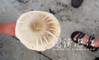 好大一只蘑菇、菇瓣直径有10多公分 ()
