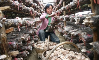 “西峡香菇”成为首批国家生态原产地标记保护产品 ()