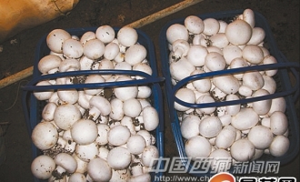 8月底西藏居民有望吃上本地产双孢蘑菇 ()