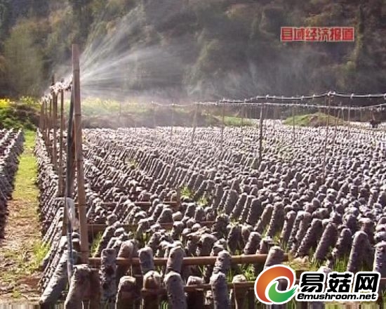 重庆巫山：食用菌产值将突破亿元大关。
