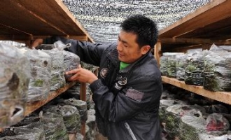 西藏波密县大力发展天麻产业助农增收 ()