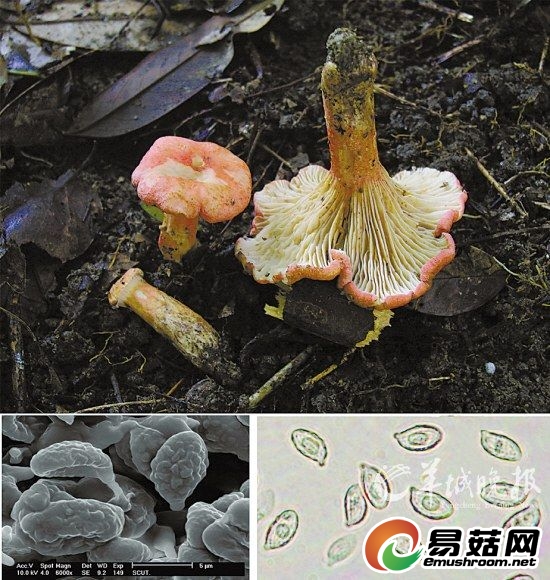 桃紅膠雞油菌