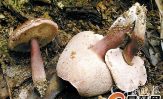 广东特有的珍稀蘑菇 ()