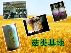 出售平菇、磨菇、鸡腿菇，木耳等菇种图1