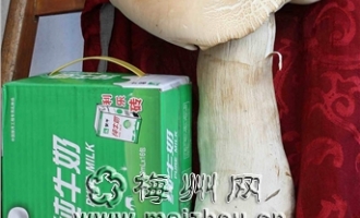 巨无霸蘑菇重3.4斤不知能不能吃？ ()