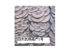 平菇菌种图1
