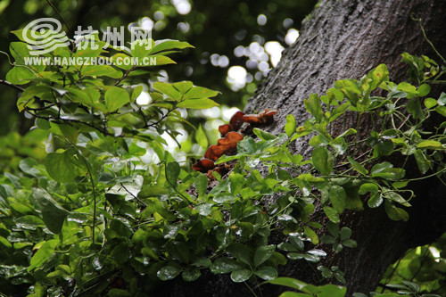 杭州大雨后  路邊樹(shù)干長(zhǎng)出木耳