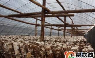 重庆市丰都县做大、做强食用菌产业 ()