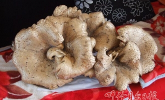 张恩成在海区西山采到17斤重野生蘑菇 ()