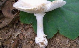 西湖景区野蘑菇少碰为妙